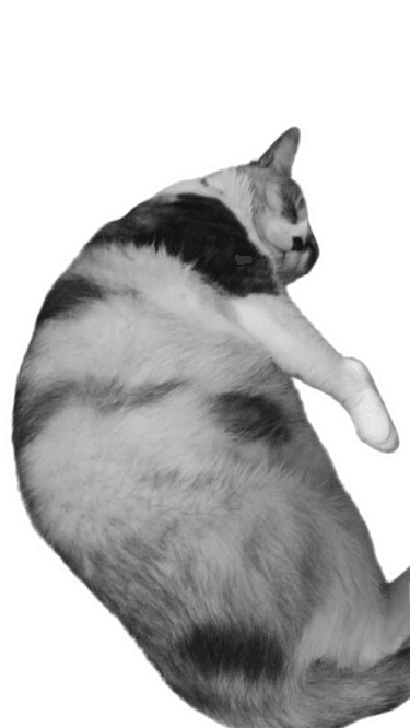 Cat body